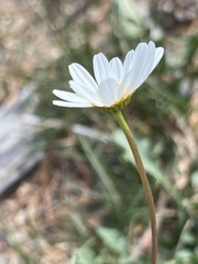 Leucanthemum vulgare