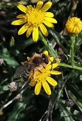 Andrena
