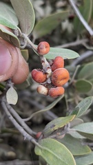 Arctostaphylos nortensis