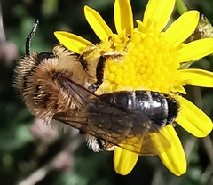 Andrena