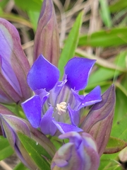 Gentiana puberulenta