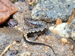 Desmognathus ocoee