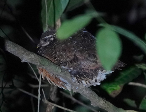 Sabah Partridge (Tropicoperdix graydoni), photo 5
