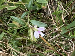 Polygala serpyllifolia