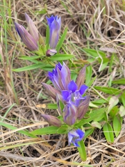 Gentiana puberulenta