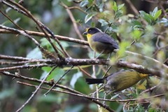 Atlapetes pallidinucha