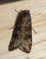 Nomophila nearctica