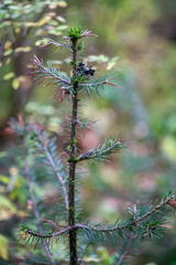 Abies sibirica
