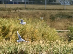 Chroicocephalus philadelphia