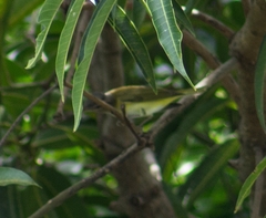 Vireo flavoviridis
