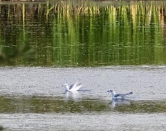 Chroicocephalus philadelphia