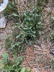 Leucanthemum vulgare