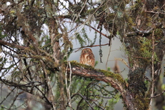Glaucidium jardinii