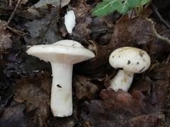 Russula