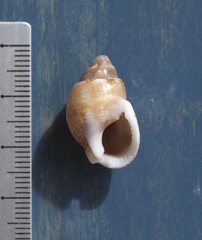 Nassarius sufflatus