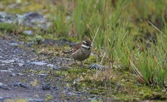 Cinclodes albidiventris