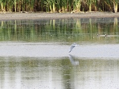 Chroicocephalus philadelphia