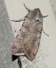 Peridroma saucia