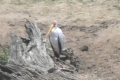 Mycteria ibis