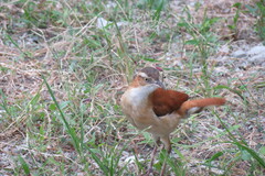 Furnarius leucopus