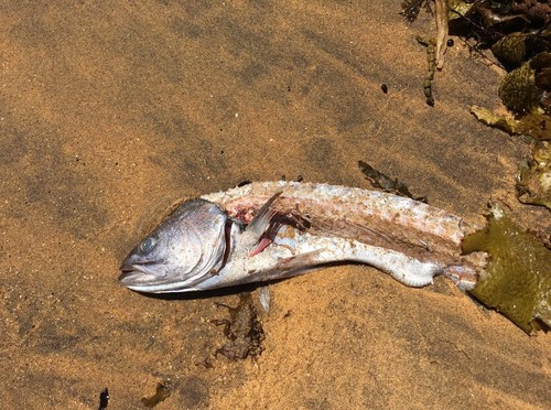 Argyrosomus japonicus