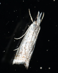 Microcrambus kimballi