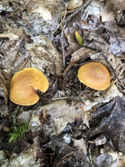 Heimiomyces tenuipes