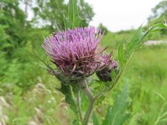 Cirsium kamtschaticum