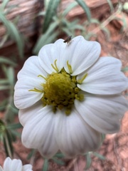 Melampodium leucanthum