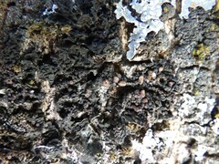 Collema nigrescens