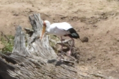 Mycteria ibis