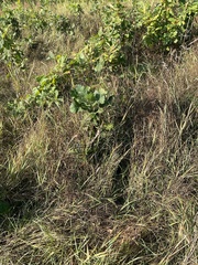 Quercus macrocarpa