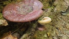 Ganoderma