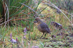 Grallaria quitensis
