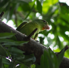 Brotogeris jugularis