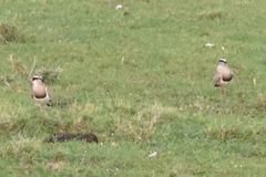Vanellus coronatus