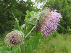 Cirsium kamtschaticum