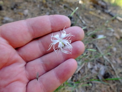 Dianthus arenarius