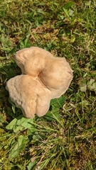 Laccaria ochropurpurea