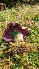 Laccaria ochropurpurea