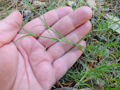 Dianthus arenarius