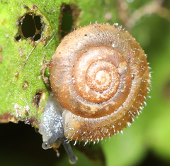 Trochulus hispidus