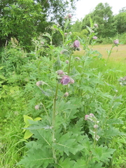 Cirsium kamtschaticum