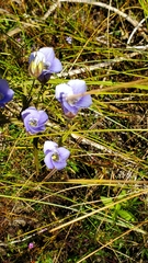 Gentianopsis