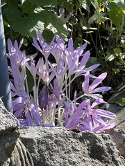 Colchicum autumnale