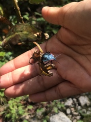 Alcaeorrhynchus grandis