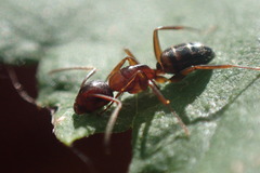 Myrmentoma