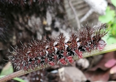 Ormiscodes cinnamomea