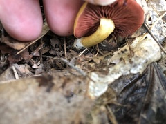 Heimiomyces tenuipes