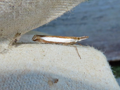 Crambus leachellus